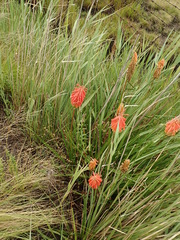Kniphofia linearifolia