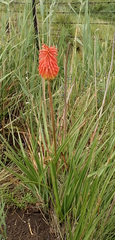 Kniphofia linearifolia
