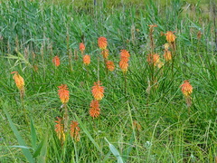 Kniphofia linearifolia