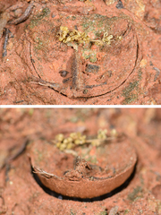 Hebestatis theveneti