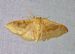 Idaea rubraria