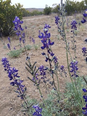 Lupinus havardii