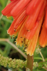 Kniphofia linearifolia