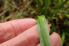 Kniphofia linearifolia
