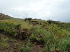 Kniphofia linearifolia