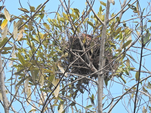 Image of Amyema conspicua by (c) Scott W. Gavins, some rights reserved (CC BY)