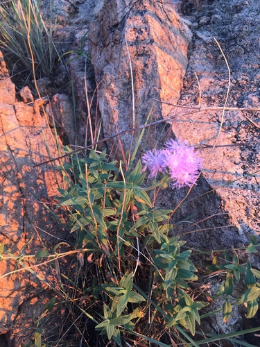 Image of Flat-Top Whiteweed (Ageratum corymbosum) by (c) Oscar C. González Martínez, some rights reserved (CC BY-SA)