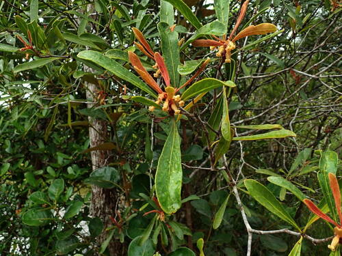 Pittosporum deplanchei observed 2021-12-03