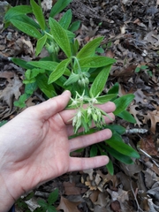 Lithospermum helleri