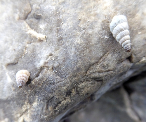 Cochlostoma henricae