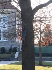 Sciurus carolinensis