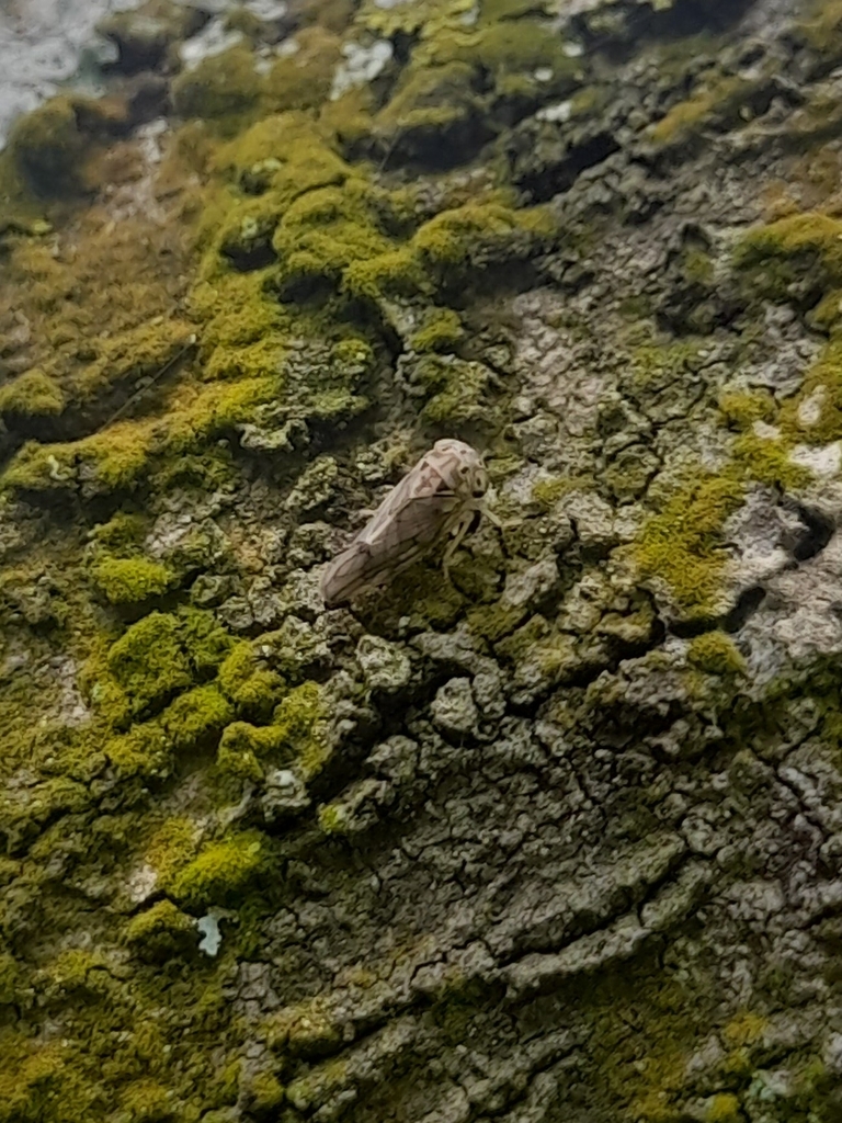 Amritodus atkinsoni from Judicial Layout, Yelahanka, Bengaluru, Karnataka 560065, India on