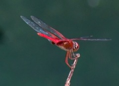 Urothemis signata insignata
