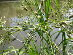 Scirpus radicans