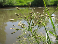 Scirpus radicans