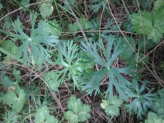 Ranunculus inundatus