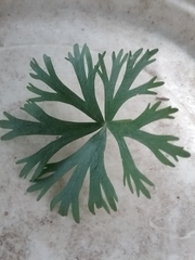 Ranunculus inundatus