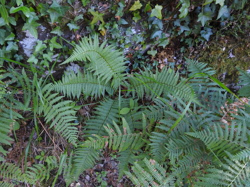 Image of Dryopteris cambrensis by (c) Yves Bas, some rights reserved (CC BY)