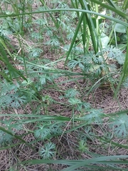 Ranunculus inundatus