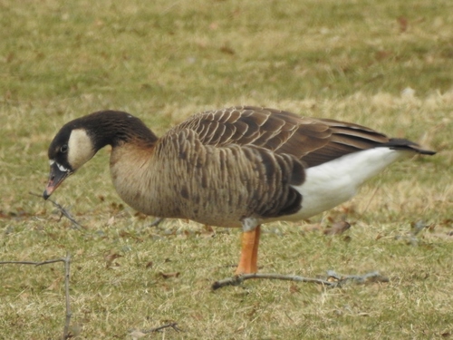 Greylag × Canada Goose hybrid