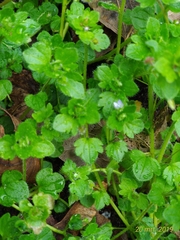 Veronica hederifolia