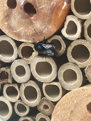 Osmia ribifloris ribifloris