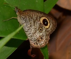 Ypthima baldus newboldi