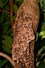 Ropalidia sumatrae