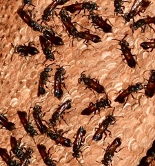 Ropalidia sumatrae