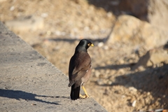 Acridotheres tristis