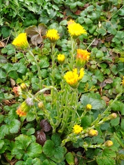 Tussilago farfara