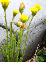 Tussilago farfara
