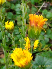 Tussilago farfara