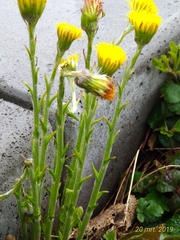 Tussilago farfara