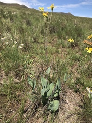 Senecio latifolius