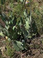 Senecio latifolius