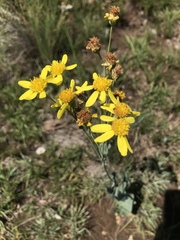 Senecio latifolius