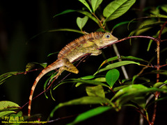 Gonocephalus bornensis