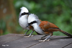 White-Crested Laughingthrush photo 2