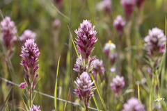 Castilleja densiflora densiflora