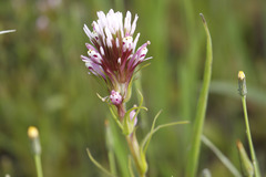 Castilleja densiflora densiflora