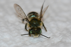 Osmia collinsiae