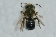 Osmia collinsiae