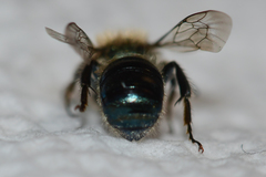 Osmia collinsiae