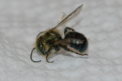 Osmia collinsiae