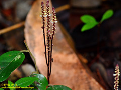 Epirixanthes elongata