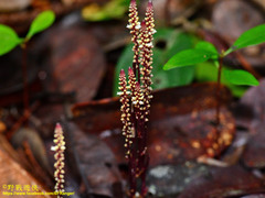 Epirixanthes elongata