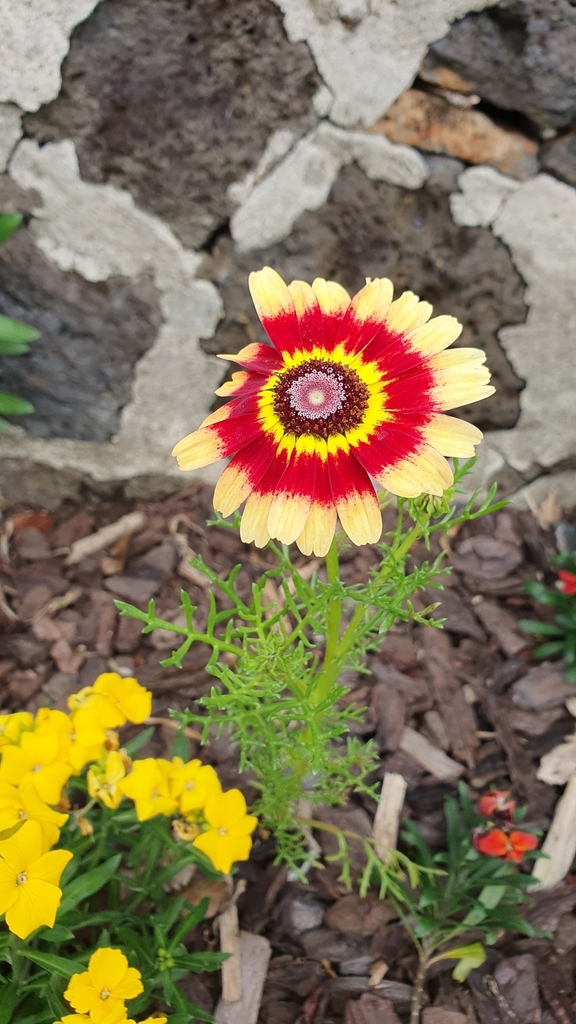 sunflowers, daisies, asters, and allies from Mount Albert, Auckland