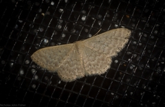Idaea eretmopus