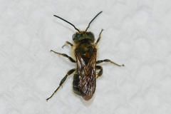 Osmia georgica